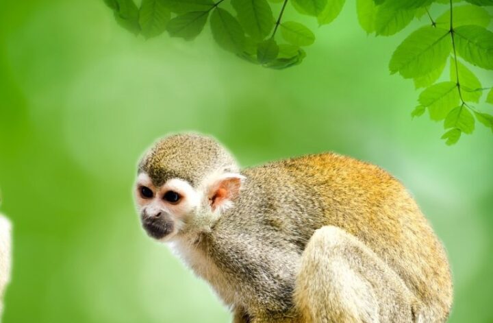 opica z amazonky