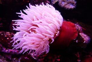 morská sasanka